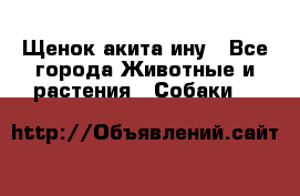 Щенок акита ину - Все города Животные и растения » Собаки   